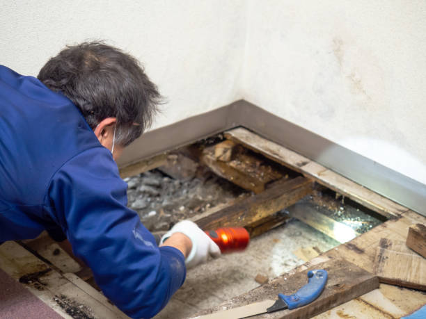 Best Office Mold Removal Services  in Puyallup, WA