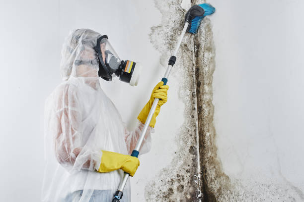 Best Black Mold Removal  in Puyallup, WA