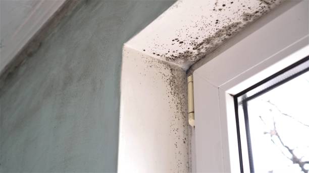 Best Fast Mold Removal  in Puyallup, WA