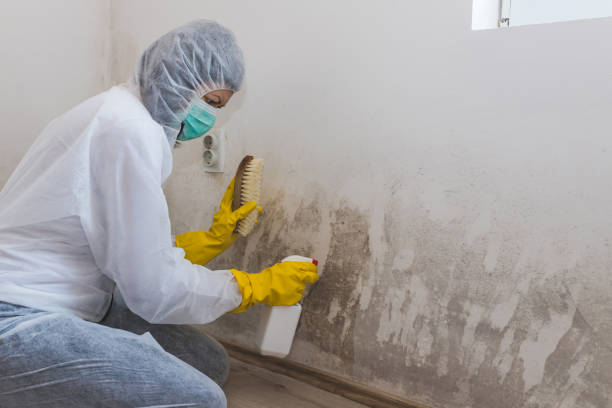 Best Mold Damage Repair  in Puyallup, WA