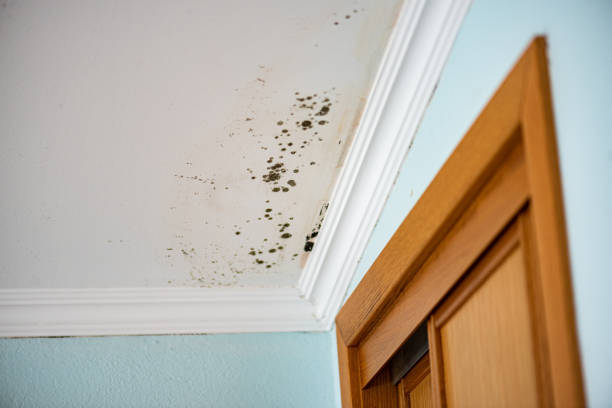 Best Attic Mold Removal  in Puyallup, WA