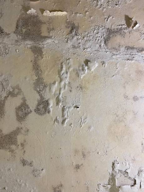 Best Commercial Mold Removal  in Puyallup, WA