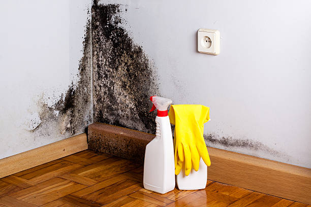 Best Same-Day Mold Removal  in Puyallup, WA