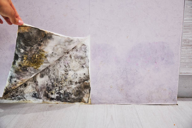 Best Certified Mold Removal  in Puyallup, WA